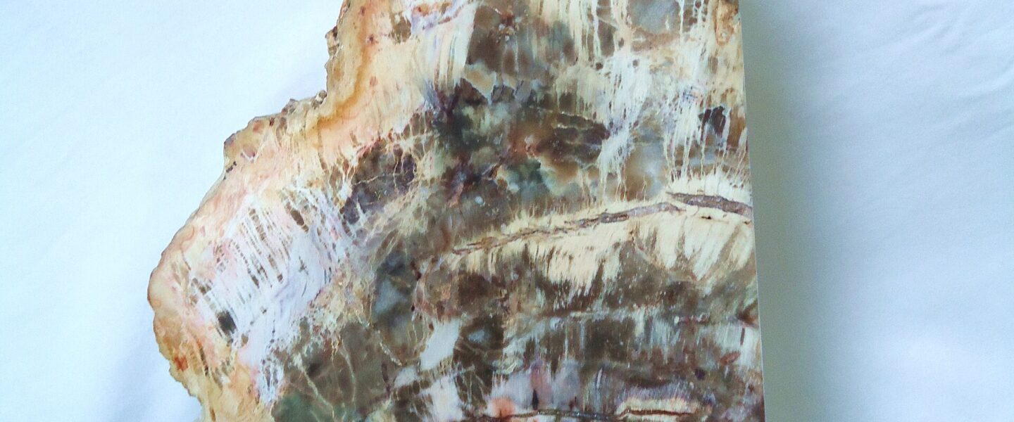 gỗ hóa thạch - hình minh họa 1 cho Gỗ hóa thạch (đá / ngọc) có giá trị gì không?