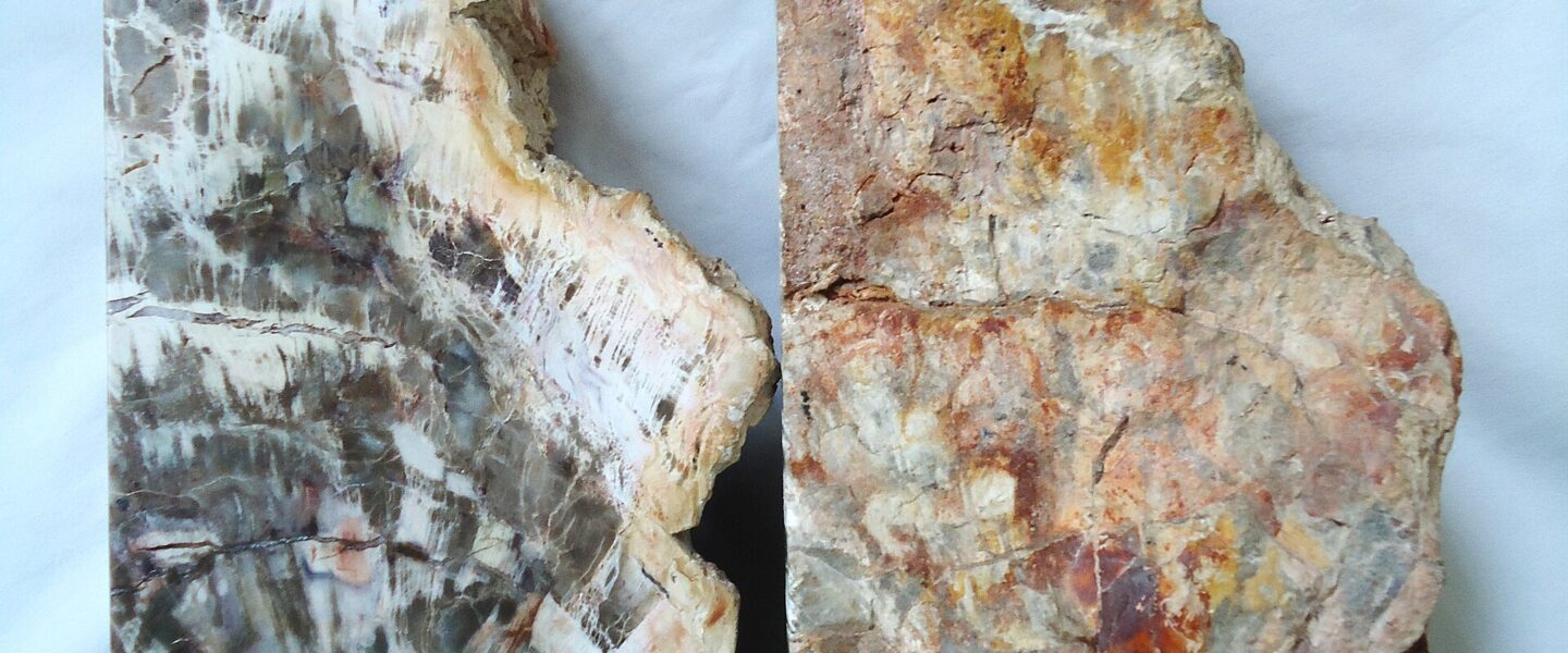 gỗ hóa thạch - hình minh họa 1 cho Giá gỗ hóa thạch và đá tự nhiên hiện nay được nhìn như thế nào?