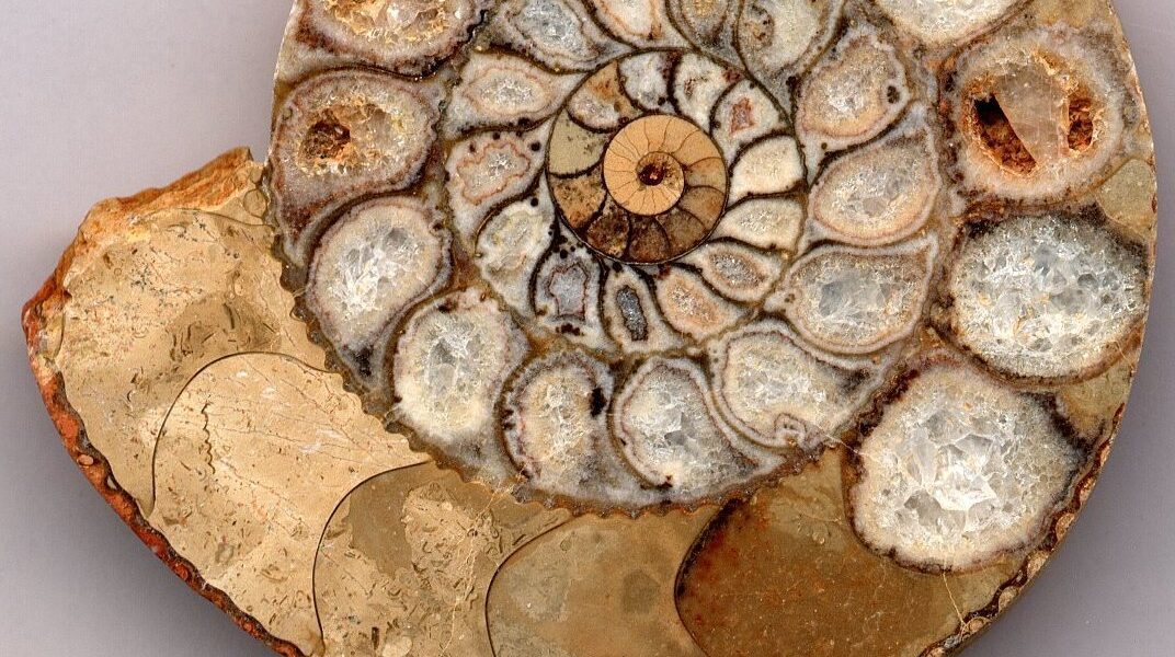 ammonite - hình minh họa 1 cho Ammonite cổ đại là gì và vì sao được quan tâm?