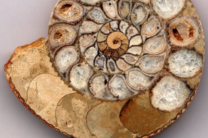 ammonite - hình minh họa 1 cho Ammonite cổ đại là gì và vì sao được quan tâm?