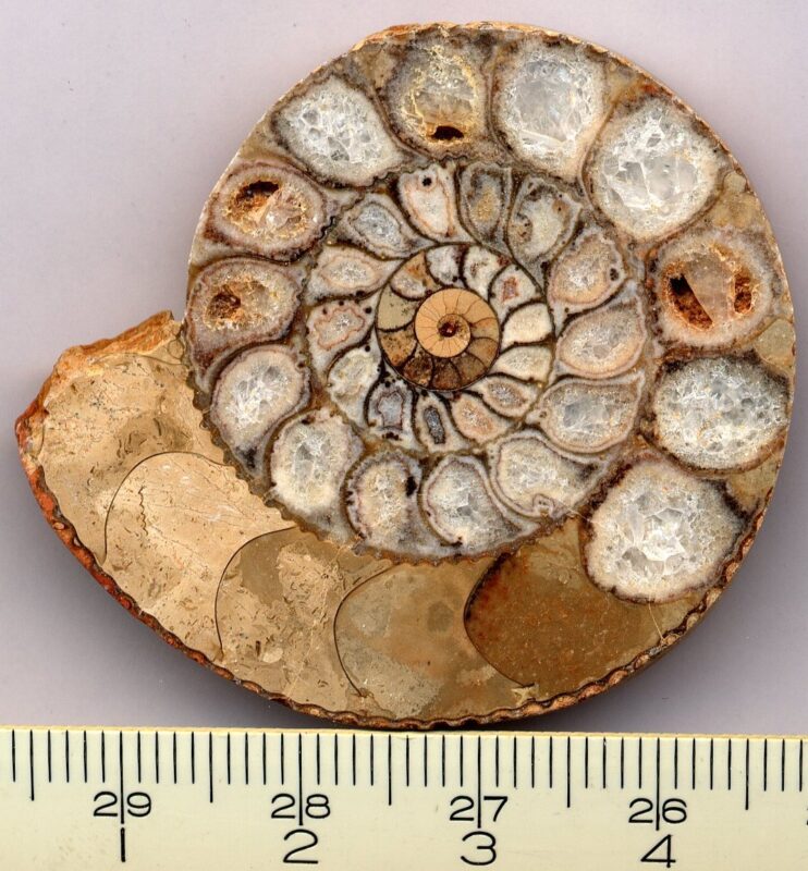 ammonite - hình minh họa 1 cho Ammonite cổ đại là gì và vì sao được quan tâm?