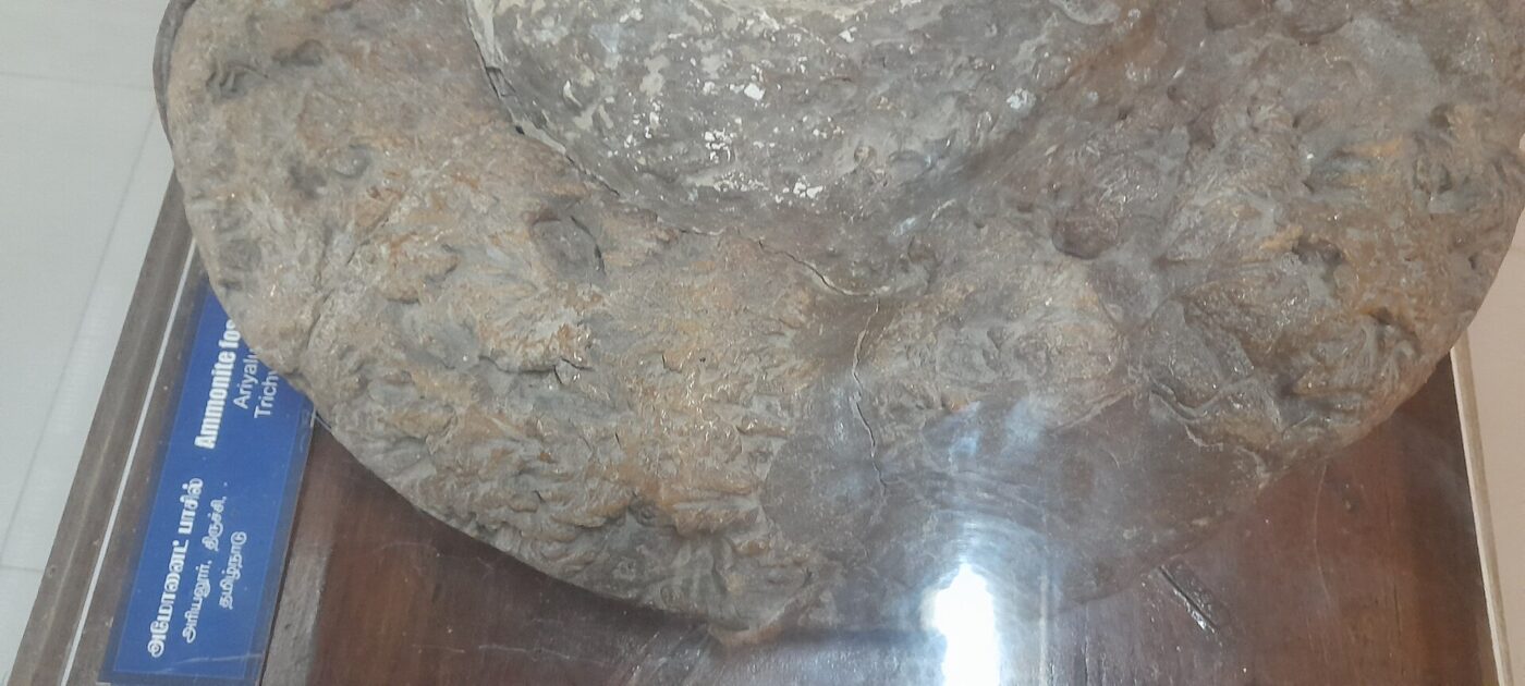 ammonite - hình minh họa 2 cho Ammonite cổ đại là gì và vì sao được quan tâm?
