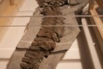 fossil thật giả - ảnh thật minh họa 1 cho Cách nhận biết fossil thật giả khi sưu tầm